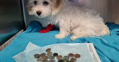 12-week-old puppy has emergency surgery after swallowing 20 coins from purse