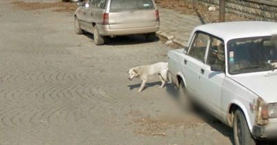 Google Maps users amazed after spotting 'stray' dog in same spot after 7 years