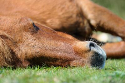 Horse named Sugar goes viral for pretending to be asleep when she doesn’t want to work