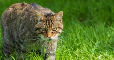 'Scottish wildcat' seized by police confirmed as domestic tabby cat