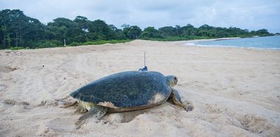 We attached tracking devices to West Africa's green turtles. This is what we learnt