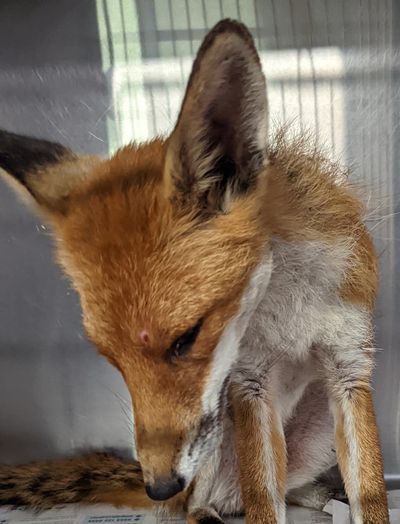 Fox shot with airgun found in Kent primary school playground