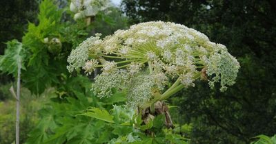 Giant Hogweed: Areas of Glasgow plagued by Britain's 'most dangerous' plant