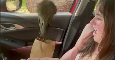 Hilarious moment woman freaks out when ostrich pokes its head through her car window