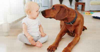 Warning signs your dog is acting dangerously around your baby - and how to stop it