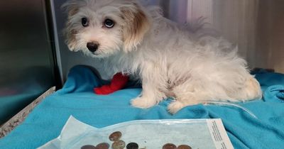Twelve-week-old puppy has emergency surgery after swallowing 20 coins from owner's purse