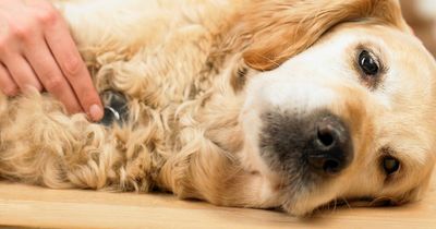 Vet's heartfelt plea to pet owners after three colleagues commit suicide
