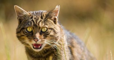 Family's beloved pet cat seized by police over fears it was rare Scottish wildcat