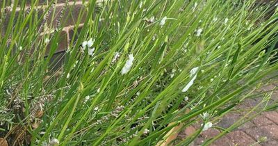 Warning as homeowners should report weird froth on plants linked to deadly disease