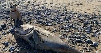 Giant four-metre long fish found washed up on Gower beach