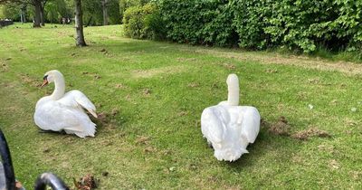 Glasgow park swans 'attacked by kids as young as six', warn residents