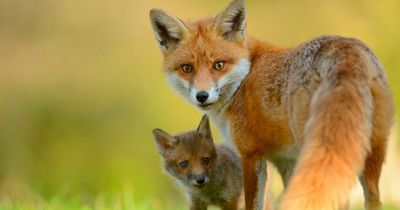 Councillor 'disgusted' after anti fox hunting activists pelted with eggs and flour in Northumberland