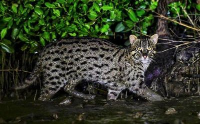 Watch | World’s first fishing cat census at Chilika lake