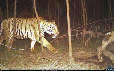 Andhra Pradesh: Is the stray Bengal Tiger adapting to its new habitat?