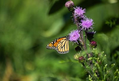 Monarch Butterflies on the Brink of Threatened Status