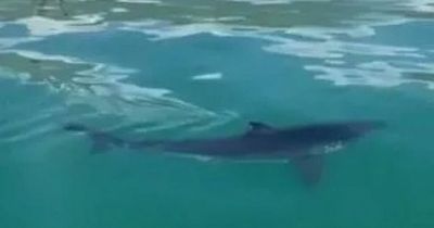 Massive great white shark attacks surfer who desperately fights it off