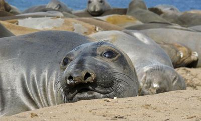Seals use whiskers to track prey in deep ocean, study shows