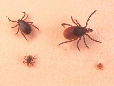 Second American dies from rare tick-borne Powassan virus