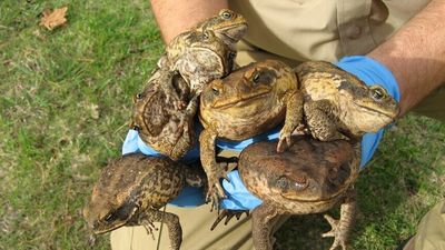 Cane toads collected, bagged, frozen for university by inquisitive Kimberley holidaymakers