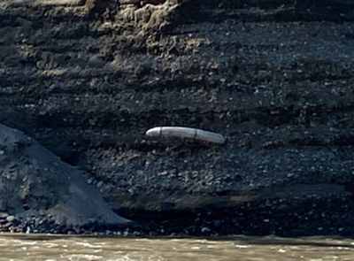 Woolly mammoth tusk found sticking out of Alaska riverbed