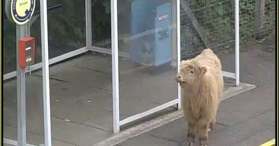 Bull spotted on Glasgow train platform after escaping from field