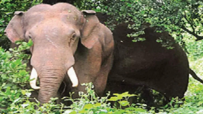 Odisha: Elephant tramples woman to death, attacks villagers