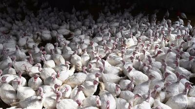Tamil Nadu: New rules for poultry farms from January 23