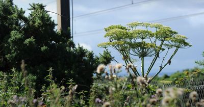 Warning over 'Britain's most dangerous plant' that can blind people