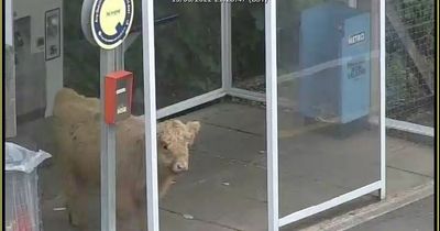 Runaway cow spotted ‘waiting for train to Cowdenbeef’ during night-time visit to Scots station