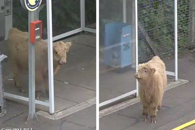 Cow spotted 'waiting on train' at Glasgow station after escape from field