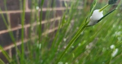 Urgent warning over 'harmful' froth spotted on plants in UK gardens this summer