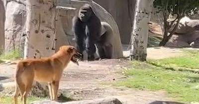 Dog breaks into gorilla enclosure at zoo and gets chased by silverback