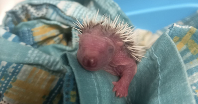 Baby hedgehog warning for Tayside residents as three hoglets die in one day