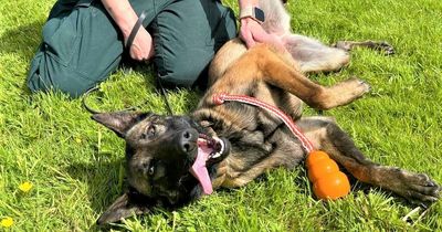 PSNI dog team growing in numbers as 'exceptional results' keep coming in