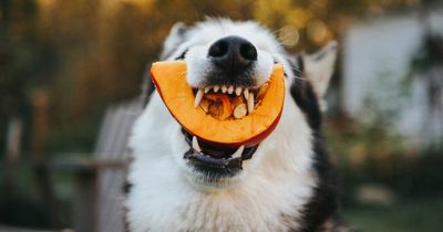 Furious 'Karen' threatens to call police after woman shares dessert with dog