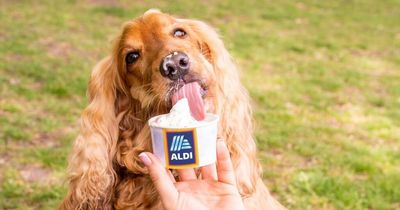 Aldi to sell ice cream for dogs this summer for just £2.99