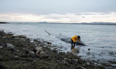 ‘Forever chemicals’ are killing whales – and harming us