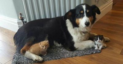 Brave dog 'washes and snuggles' rescue animals despite battling cancer
