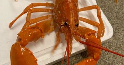 Rare one in 10 million 'cooked' orange lobster discovered in the sea off British coast
