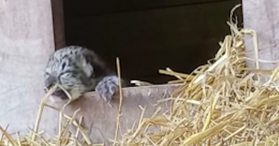 Newborn snow leopard cub waves at camera in adorable clip from Scottish wildlife park