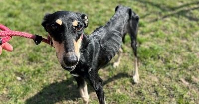 'Skin and bones' dog unrecognisable after being rescued by RSPCA