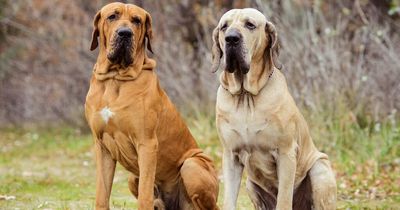 Full list of banned dog breeds that are illegal to be kept as pets in UK