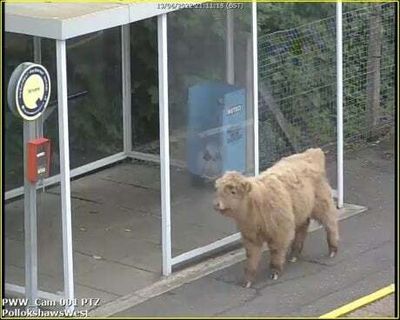 Moo-ve along the platform! Young bull joins passengers at train station