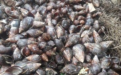 Giant African snails pervade farms at Muttukadu in Idukki