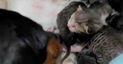 Adorable dog tucks litter of kittens into bed and kisses them goodnight