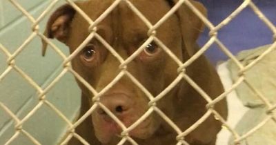 Vet left in tears after dog cruelly named Fatty McFat abandoned with heartbreaking note