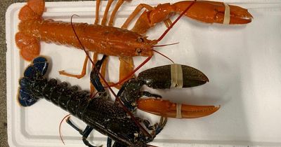 Rare 'one in 10 million' orange lobster caught by fisherman off coast of Barra