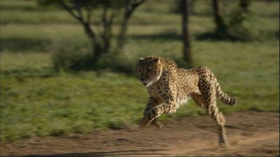 In Namibia, sheepdogs becomes unlikely allies in protecting cheetahs