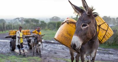 Two-thirds of Brits don't realise working animals produce much of their food and drink