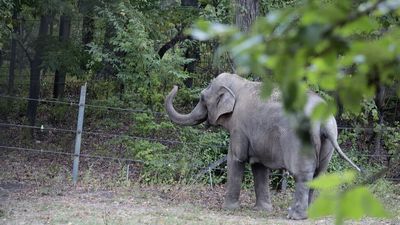 New York court rules Happy the elephant is not a person